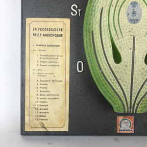 Tavola didattica vintage Paravia con sostegno, Italia Anni '60