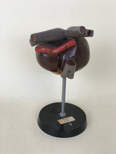 Carica l&#39;immagine nel visualizzatore di Gallery, Modello anatomico di cuore di rana in plastica, Germania Anni &#39;70